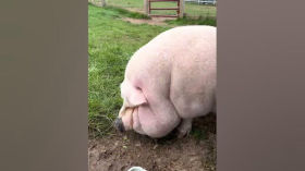 Obese Pig Paulie's Weight Loss Journey #youtubeshorts